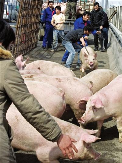 送猪货车爆胎 北京五环桥上捉猪半晌拥堵