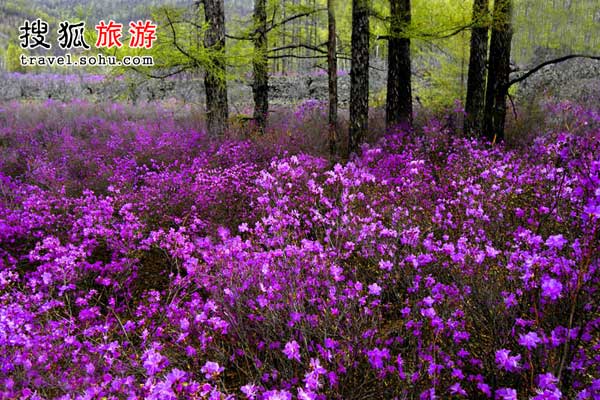 冰雪未消，“爱神”降临